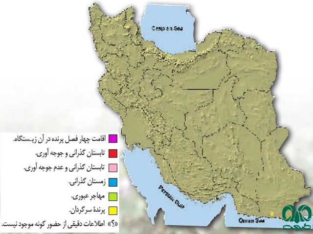 لک‌لک گردن کرکی در ایران